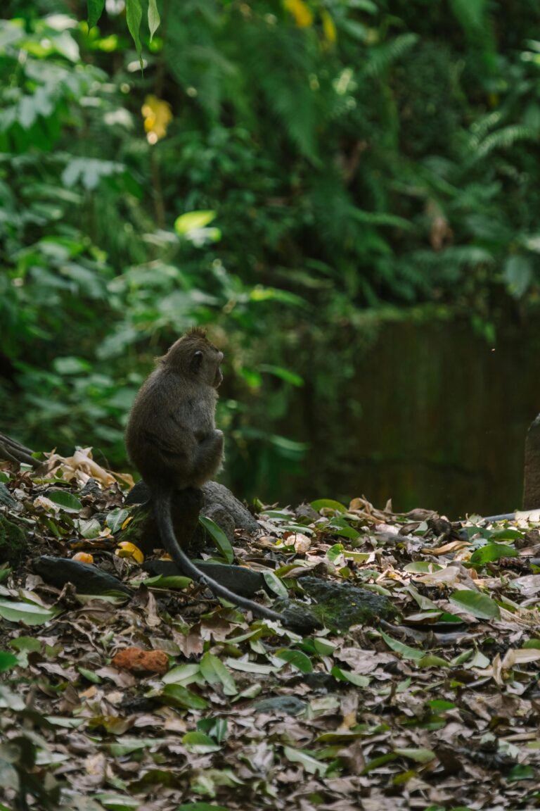 Monkey Forest