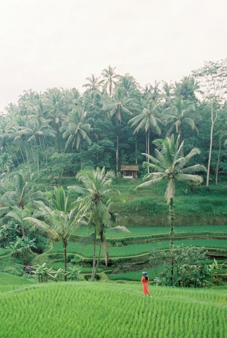 Rice Terrace